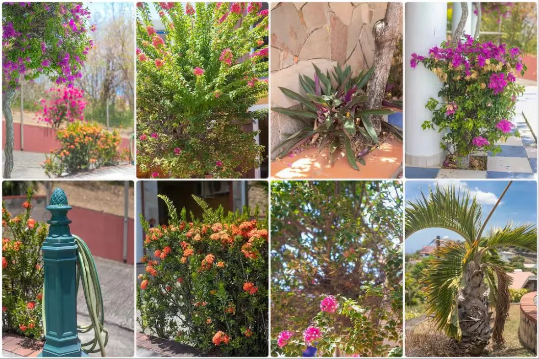 Bougainvilliers, palmiers et plantes tropicales du jardin